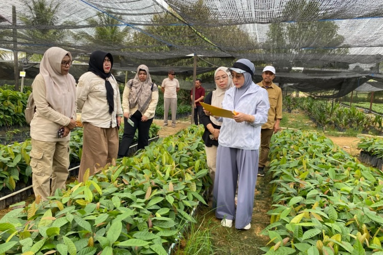 Pemkab Berau Perkuat Kakao, 200 Ribu Bibit Disiapkan untuk Perluasan 200 Hektare